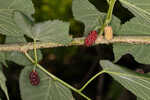 Red mulberry